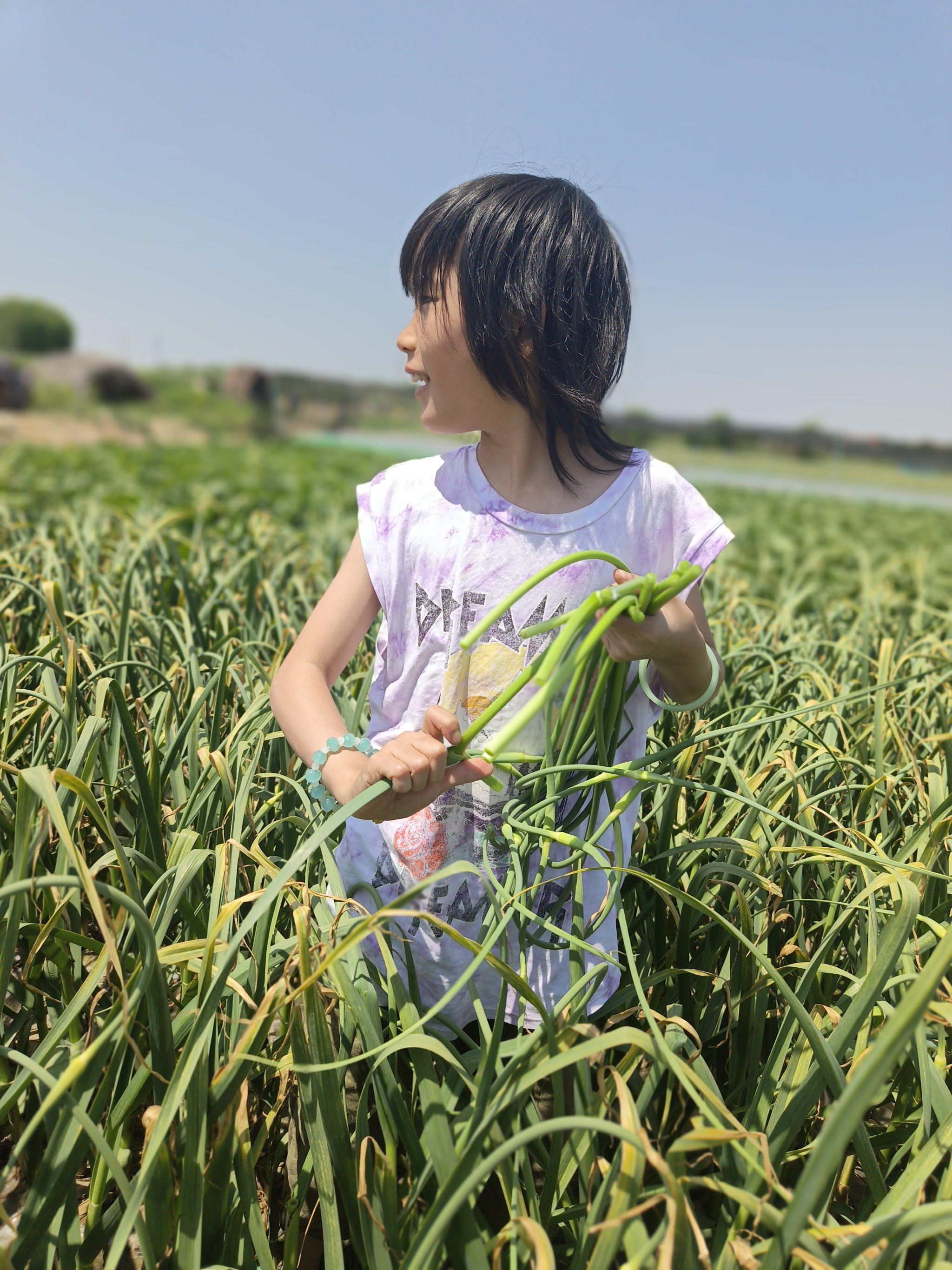 打蒜薹|家家户户都在忙活着