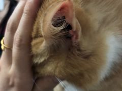 -瑞派宠物医院(搏威敦和院)