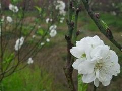 -南国桃园旅游度假区