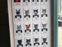 -喵屿·大理花园猫咖