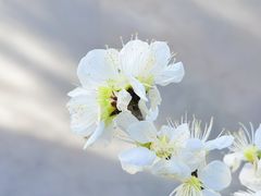 -北海公园