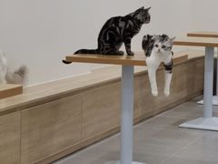 -有喵·猫咖·狗咖·30几只猫10只小狗(岗厦店)