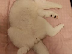 -宠颐生动物医院·心脏科·保险定点(锦阳分院)