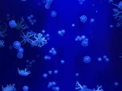 -长春中泰海洋世界