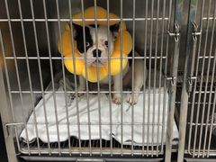 -安安宠物医院(情缘分院)