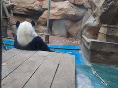 -成都动物园