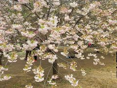 -莲花池公园