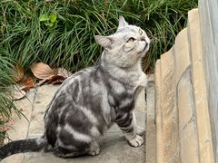 -西安大兴善寺
