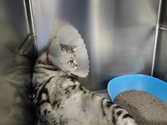 -纳吉亚猫专科动物医院·北北分院