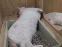 -屋虎猫馆(宝安大仟里店)