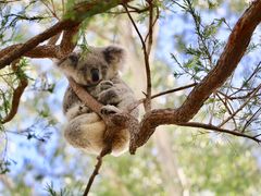 -费瑟代尔野生动物园