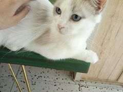 -喵喵咪呀布偶猫咖(春熙路店)