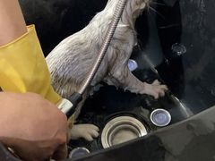 -喵百万·布偶·蓝金金渐层英短·猫舍(百子湾店)