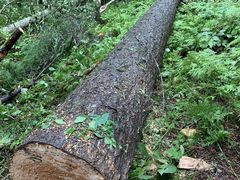 -五营红松林海景区