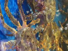 -蟹之国·精品蟹料理(极地店)