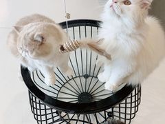 -飞行喵MR PILOT|猫舍·猫咖(静安大融城店)