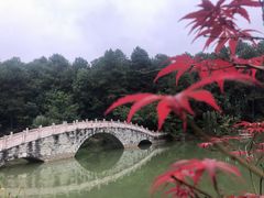 -铁山坪森林公园