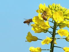 -桑洲油菜花景区