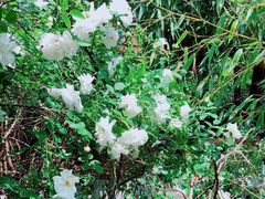 -小仙居·农家宴烤羊· 农庄