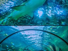 -悉尼海洋生物水族馆