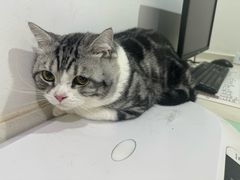 -艾贝尔宠物医院·24H转诊中心·肿瘤猫专科(江宁双龙店)