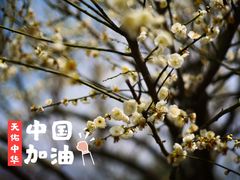 -香雪海