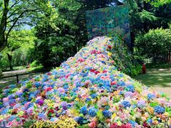 -上海共青森林公园