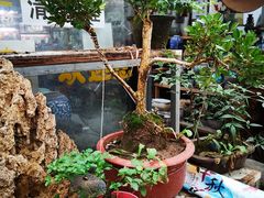 -龙大花卉苗木市场