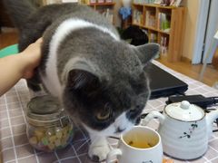 -猫音日语留学培训