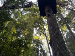 -西双版纳原始森林公园