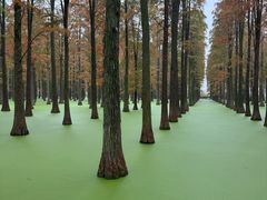 -渌洋湖湿地公园