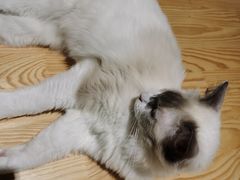 -藏猫猫咖啡主题馆(中央大道店)