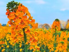 -中国天府农业博览园