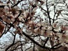 -桃花堤公园
