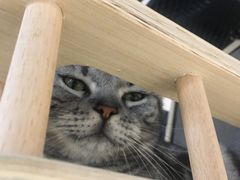 -猫和宫(六道口店)
