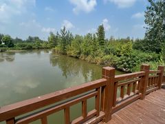 -池杉湖湿地公园