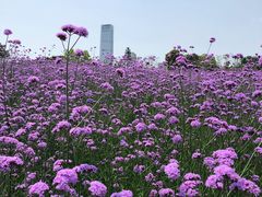-深圳人才公园