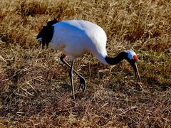 -盐城丹顶鹤湿地生态旅游区