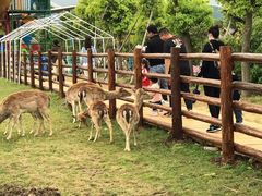 -苏州太湖西山岛开心农场
