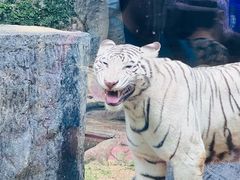 -清迈夜间动物园