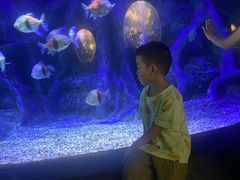 -江和美海洋公园