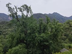 -泰山风景名胜区