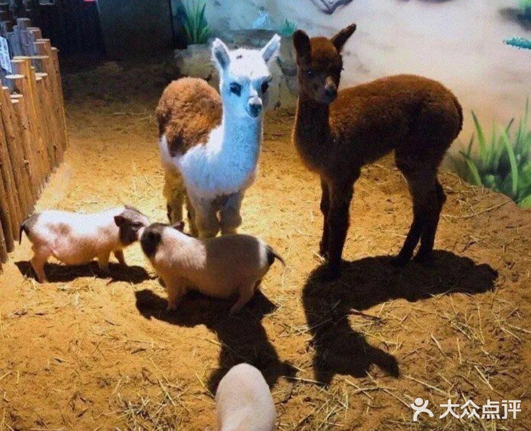 和小动物们做朋友