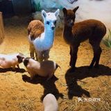和小动物们做朋友