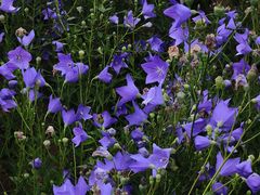 -北国之春国宴(乌兰察布店)