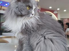 -喵园·猫主题咖啡厅·撸猫·猫咖(国贸店)