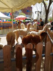 -萌宠亲子动物乐园(槐房万达店)