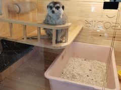 -平行世界·猫咖(首经贸店)