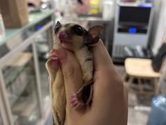-楼上猫咖(罗湖店)