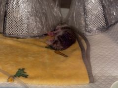 -瑞派康怡24h宠物医院·犬猫医疗中心·微创绝育(瑞景分院)